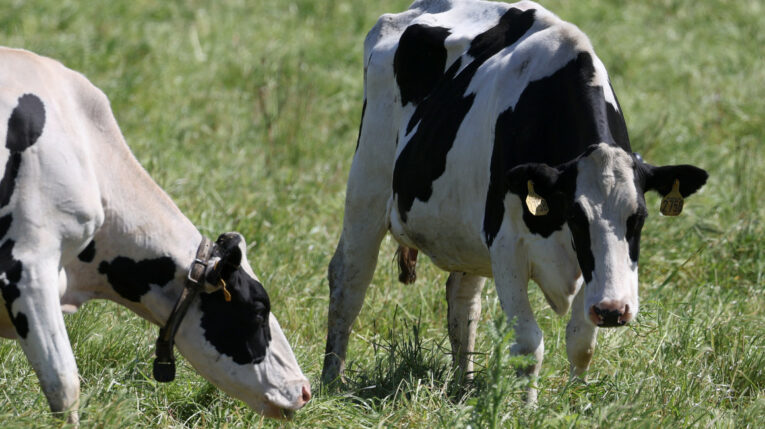 Dos vacas en una granja de California, Estados Unidos, el 26 de abril de 2024.