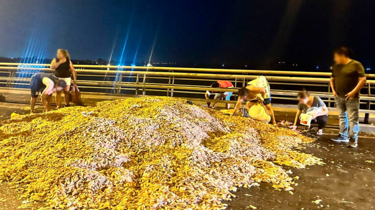Ciudadanos buscan entre desechos de camarón, en el Puente de la Unidad Nacional.