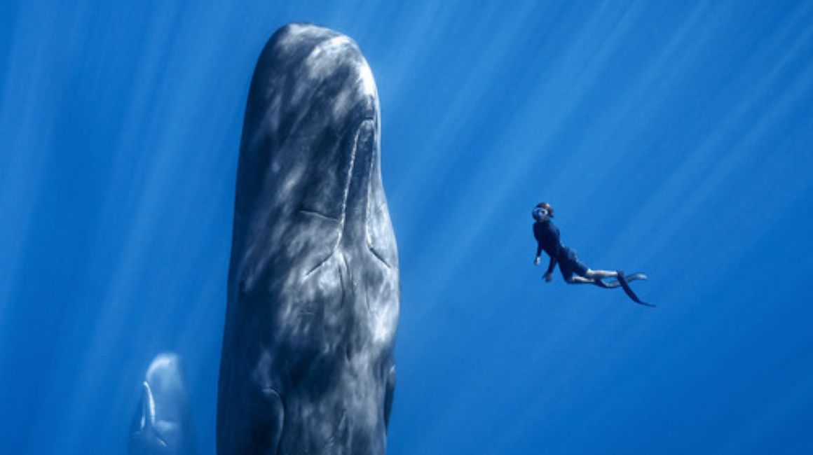 Imagen del filme 'Patrick y la ballena', de Austria, que se presentará en el Festival de cine ECOador. 