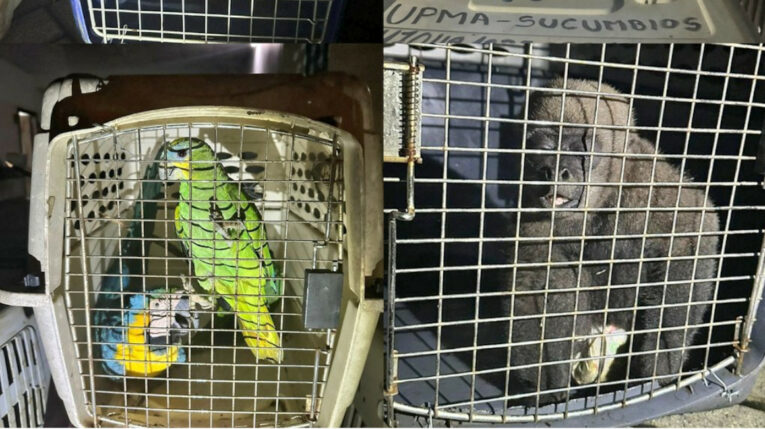 Loras y un mono charango estaban entre los animales silvestres decomisados en Sucumbíos, el 9 de mayo de 2024.