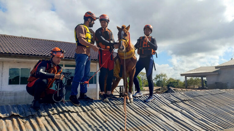 Rescatistas colocan un equipo especial para trasladar al caballo 'Caramelo' en el sur de Brasil, el 9 de mayo de 2024.