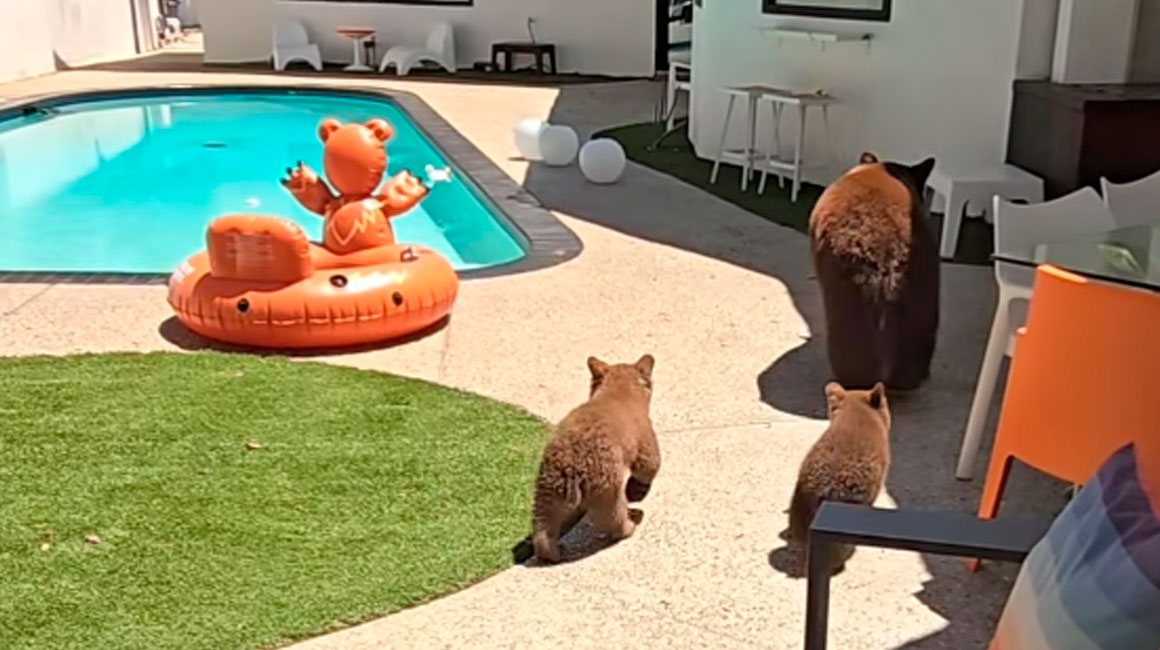 Familia de osos camina rumbo a a la piscina de una casa en California.