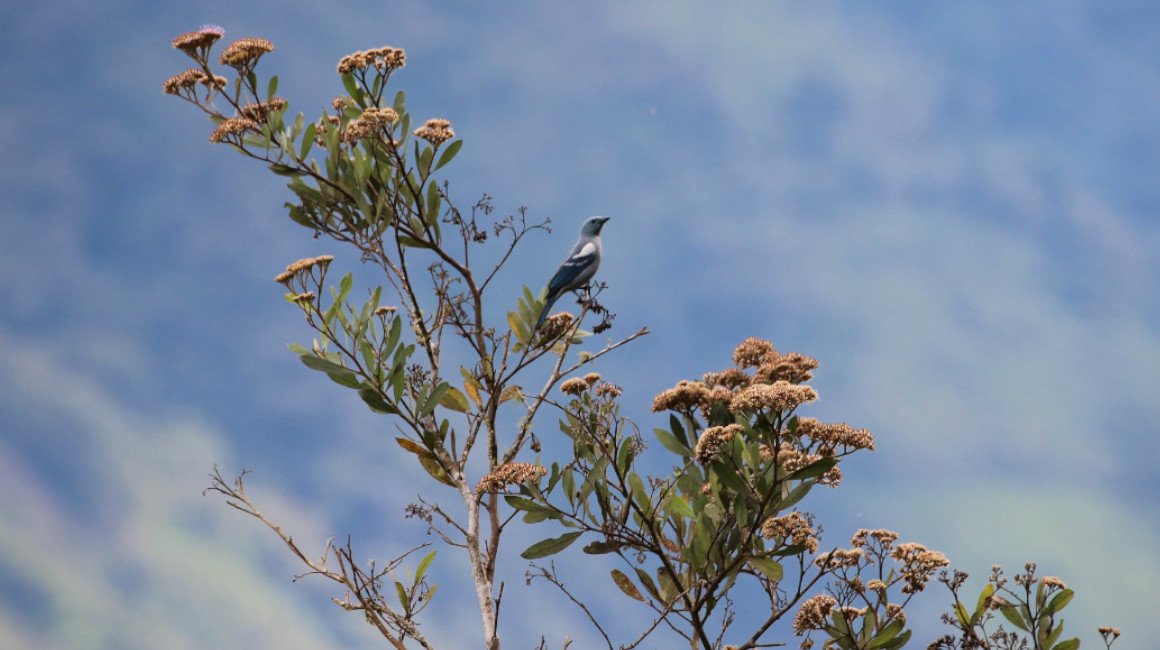 Imagen referencial de una especie en la copa de unos árboles, en el Día Mundial de las Aves Migratorias. 