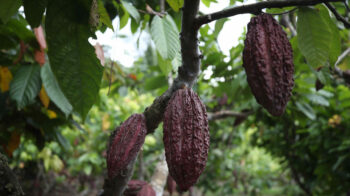 Frutos de cacao en plantaciones en la Amazonía peruana, mayo de 2024. Imagen referencial. 