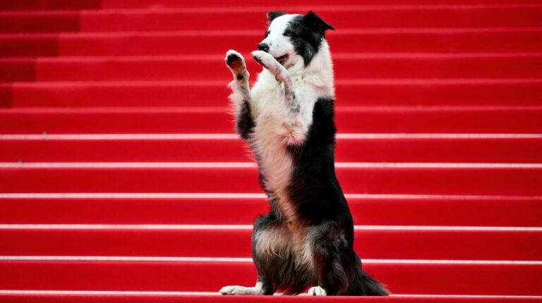 Meryl Streep, Greta Gerwig y el perro Messi, entre las estrellas que llegaron al Festival de Cannes 2024