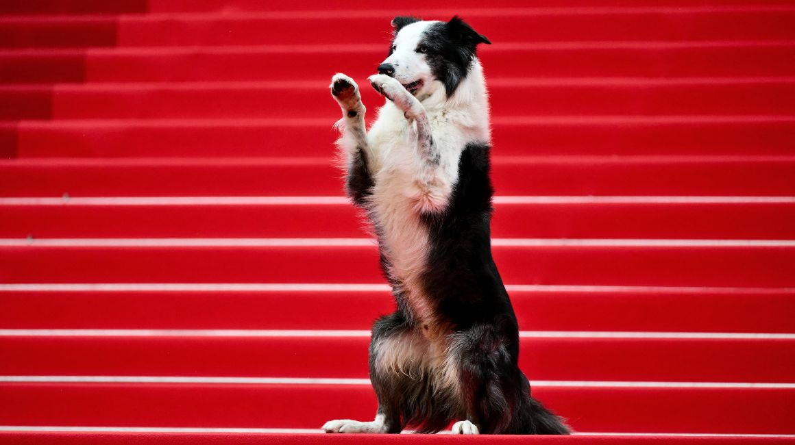 Messi, el perro protagonista de la película 'Anatomie d'une Chute' (Anatomía de una caída), posa a su llegada a la ceremonia de apertura y proyección de la película 'Le Deuxieme Acte' en la 77ª edición del Festival de Cine de Cannes en Cannes, sur de Francia, el 14 de mayo de 2024.
