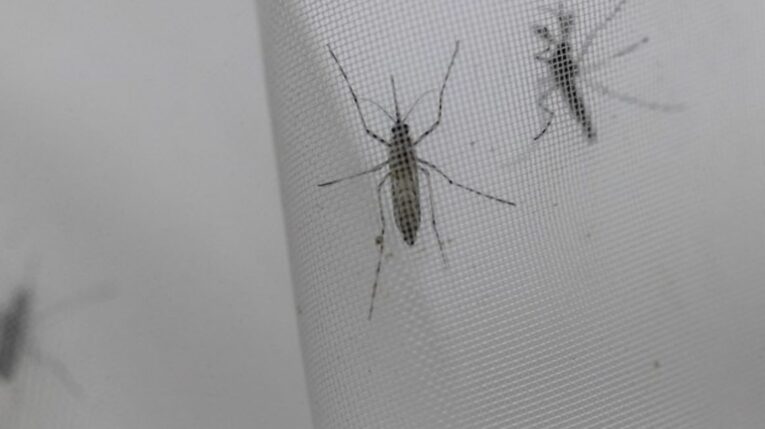 El mosquito portador del dengue.