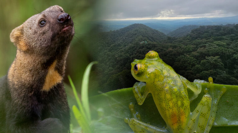 La taira y la rana de cristal de Mashpi son dos de las especies que viven en el Chocó Andino.