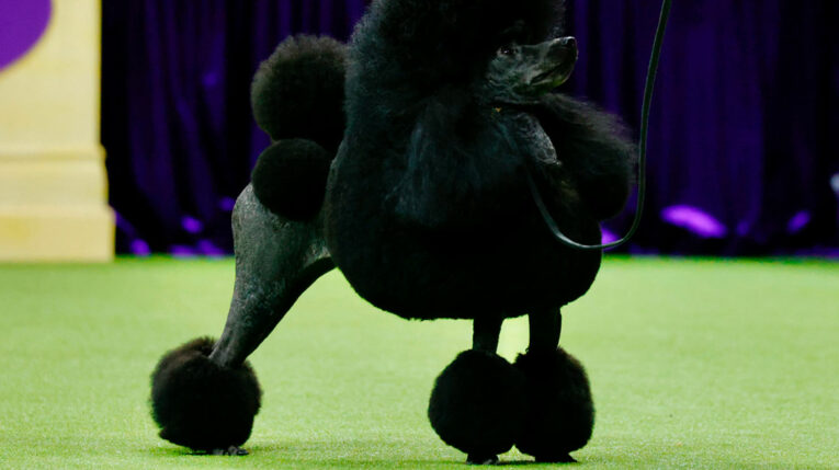 Sage, un poodle miniatura posa durante la exposición canina anual del Westminster Kennel Club, en Estados Unidos, el 14 de mayo de 2024.