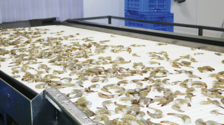 Nueve camaroneras están suspendidas para exportar a China desde febrero de 2024