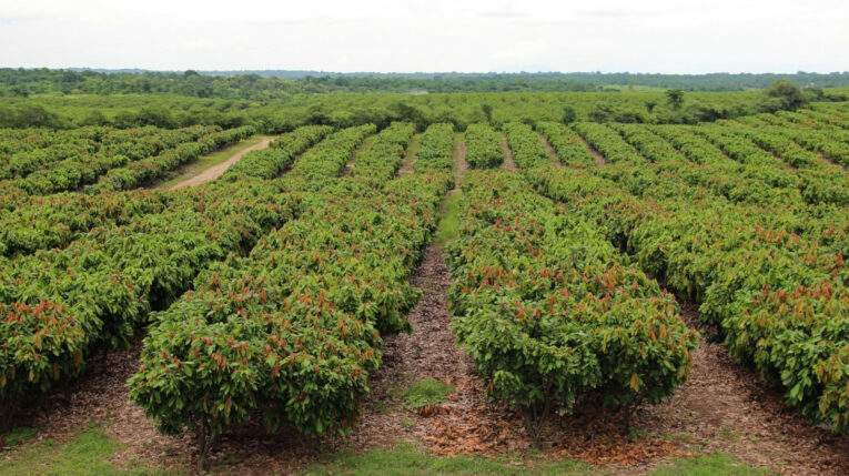 Imagen referencial de una plantación de cacao en Ecuador. 