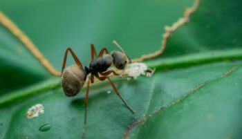 Imagen referencial de una hormiga tejedora 'camponotus textor'.