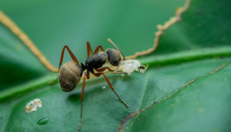 Científicos persiguen el rastro de la hormiga tejedora en Ecuador