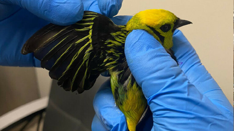 Un ave rescatada en el aeropuerto de Quito el 20 de mayo de 2024.