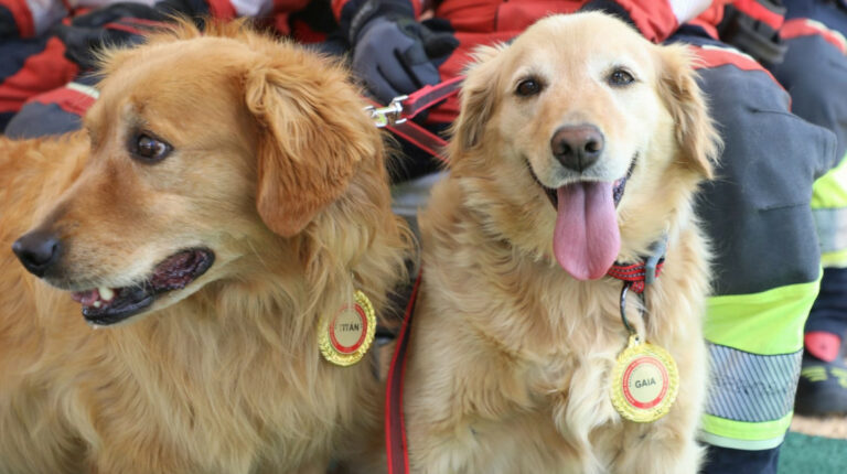 Cinco perros bomberos se jubilaron en Quito