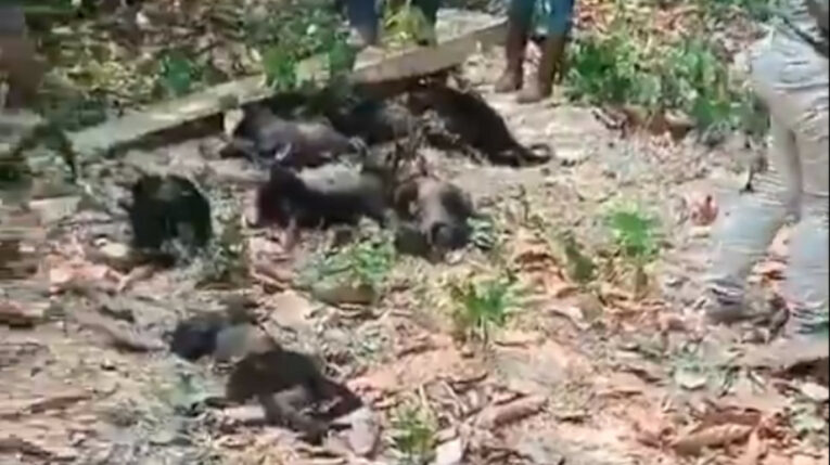 Monos aulladores muertos en México, 20 de mayo de 2024.