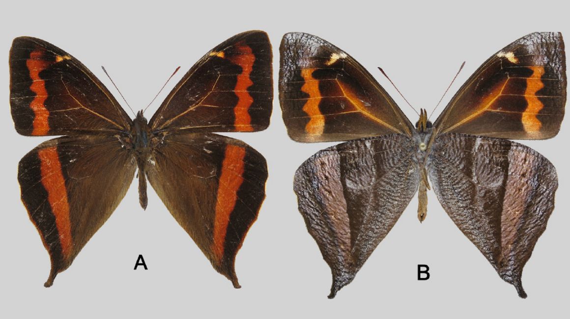 Fotografía de la nueva especie de mariposa de Ecuador, 21 de mayo de 2024.