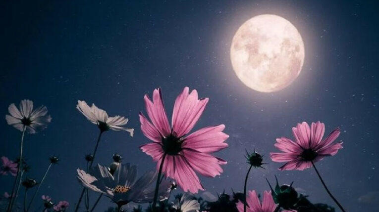 Imagen referencial de la Luna de Flores