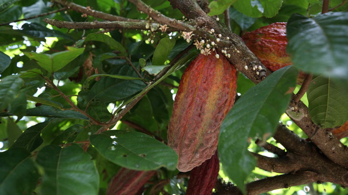 Imagen referencial de una plantación de cacao.