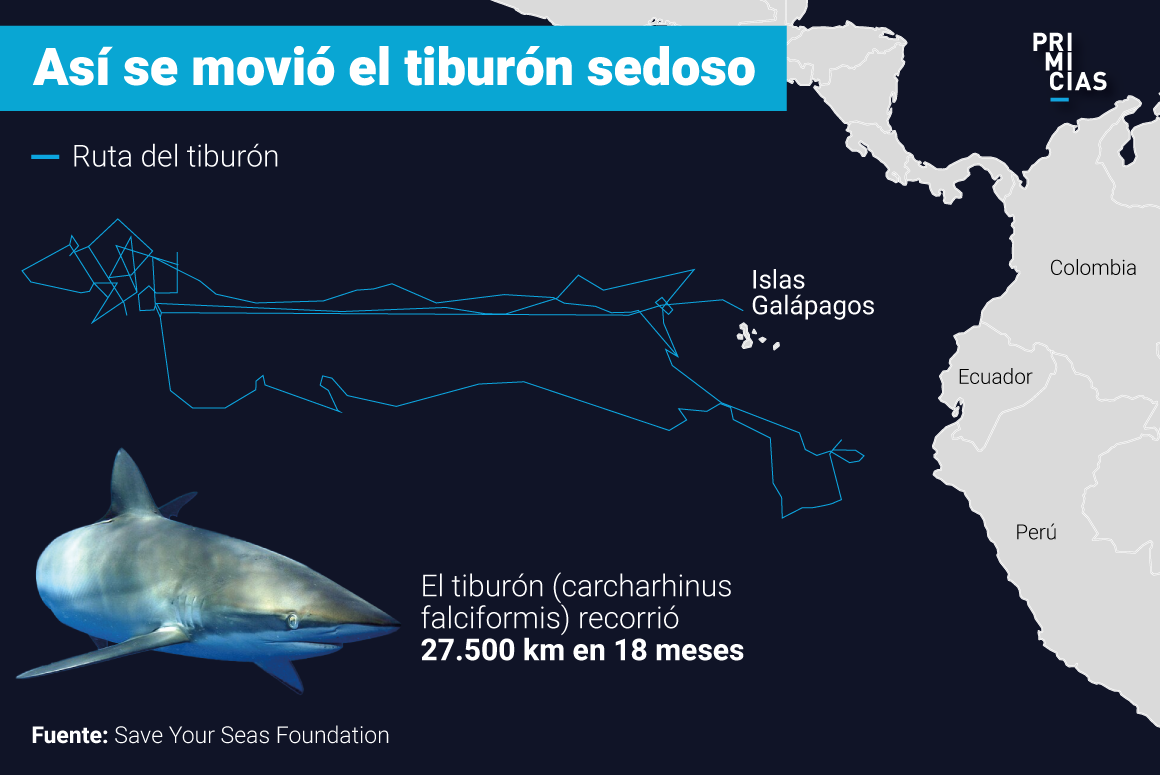 Tiburón sedoso Galápagos: recorrido de 27.500 km en 18 meses