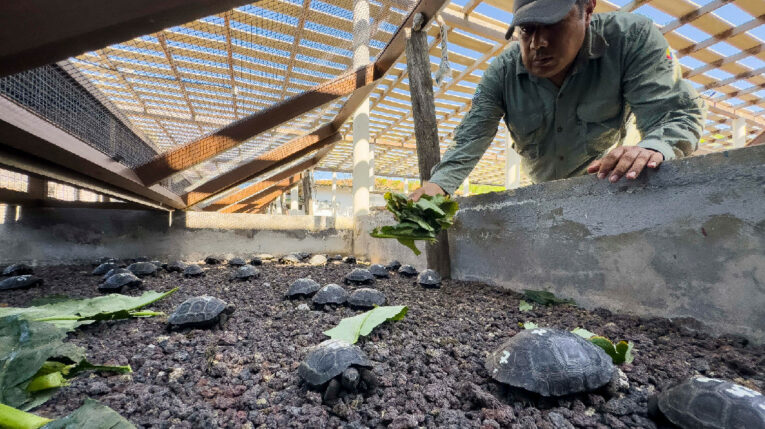 El centro de crianza de tortugas en la isla Isabela, en Galápagos, el 4 de junio de 2024.