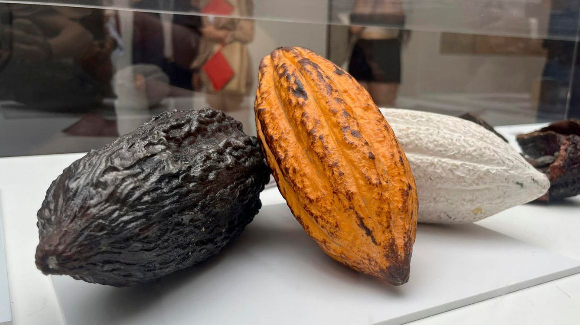 Este 7 de junio se inauguró la exposición 'Una planta de otro mundo', sobre el cacao ecuatoriano, en Madrid, España.
