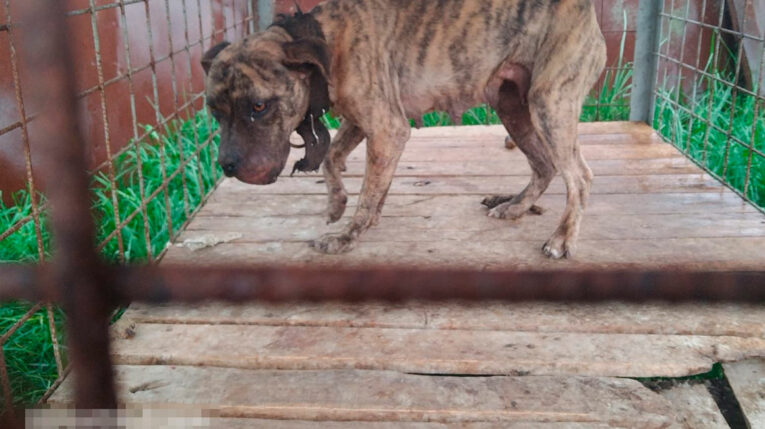 Uno de los perros que sufrió maltrato animal en Carapungo.