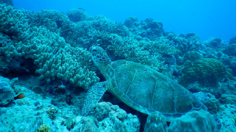 Día Mundial de las Tortugas Marinas: Seis amenazas acechan a estos carismáticos reptiles