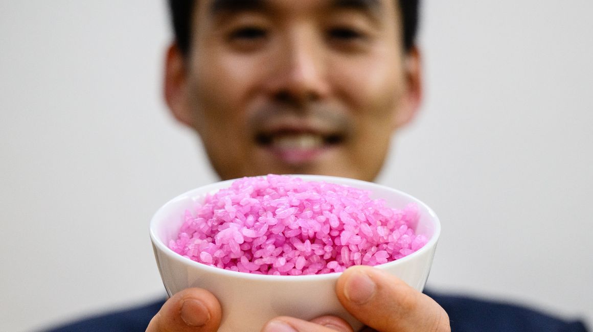 El profesor Hong Jin-kee posa con un cuenco que contiene "arroz carnoso" rosa en la Universidad Yonsei de Seúl.