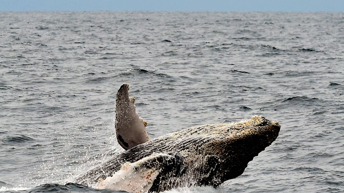 Vacaciones en Ecuador: Estas ciudades ofrecen el avistamiento de ballenas jorobadas