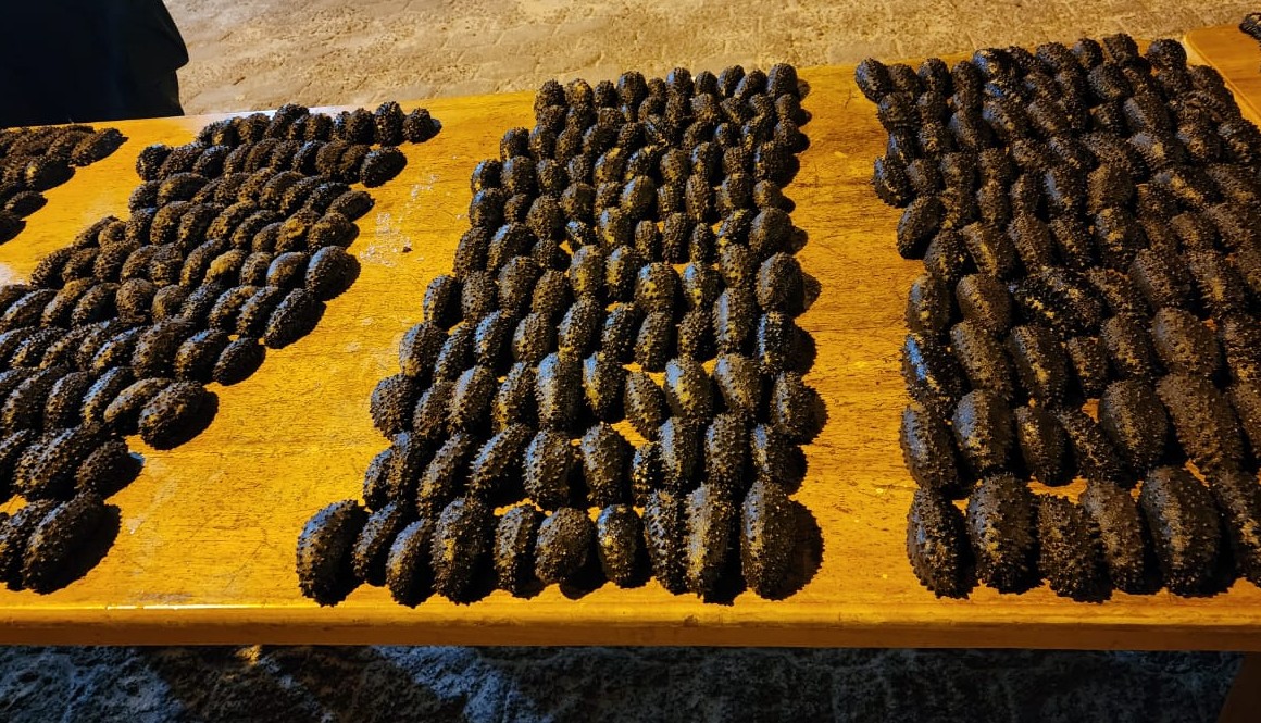 Pepinos de mar confiscado por las autoridades a los sospechosos de pesca ilegal en Galápagos.