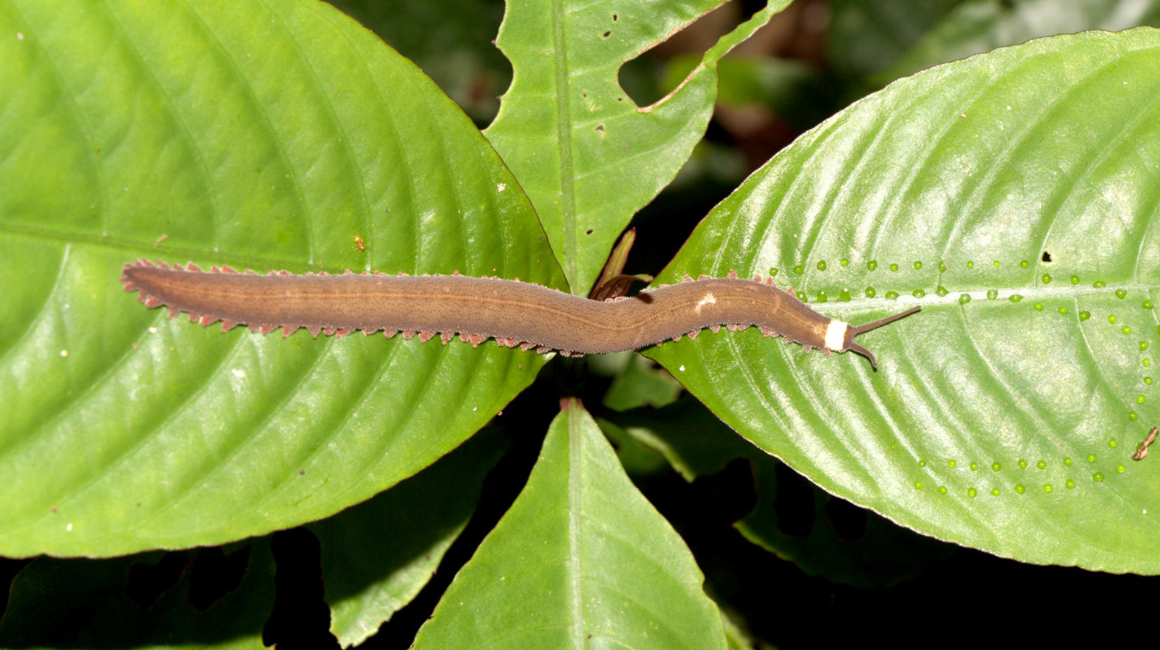 Un gusano de terciopelo fue descubierto por primera vez en la Amazonía, informó Inabio este 27 de junio de 2024.