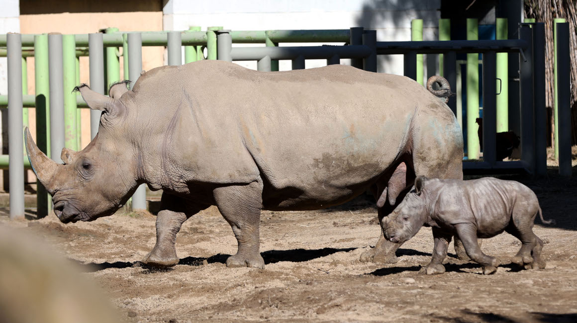 Silverio, una cría de rinoceronte blanco, aparece junto a su madre Hannah, 2 de julio de 2024.