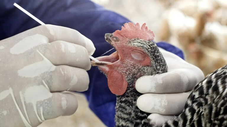 Estados Unidos reporta el cuarto contagio humano de gripe aviar