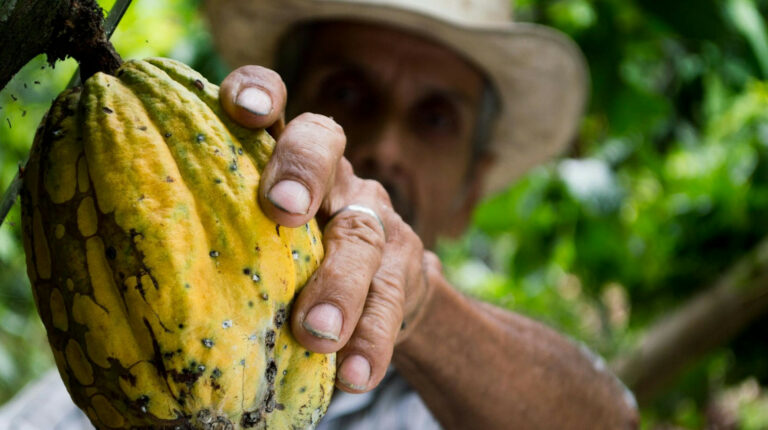 7 de julio, Día Mundial del Cacao: Beneficios y usos de este fruto