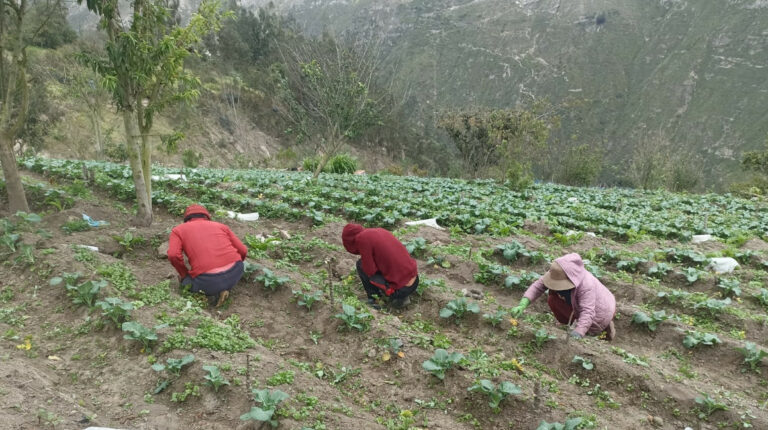 Plagas amenazan cultivos de pequeños agricultores en Tungurahua